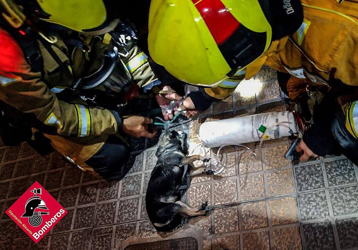 Los bomberos atendiendo al perro intoxicado por inhalación de humo.