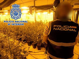 Un agente de Policía Nacional en la nave con el cultivo de marihuana.