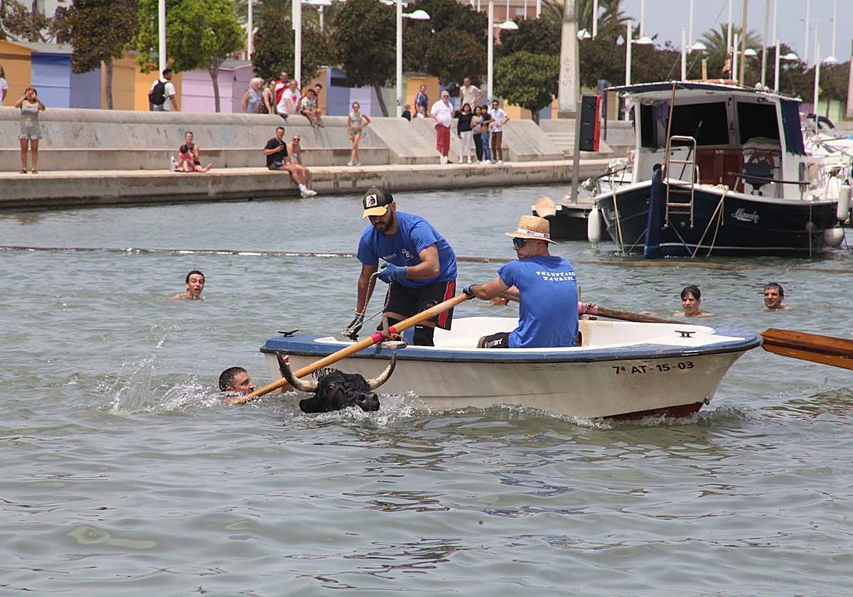 Uno de los toros del bous a la mar de Dénia este fin de semana.