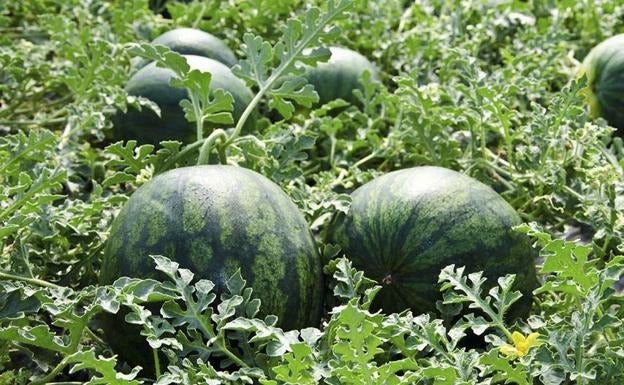 La sandía, una tradicional fruta de verano, que escasea por la falta de agua.