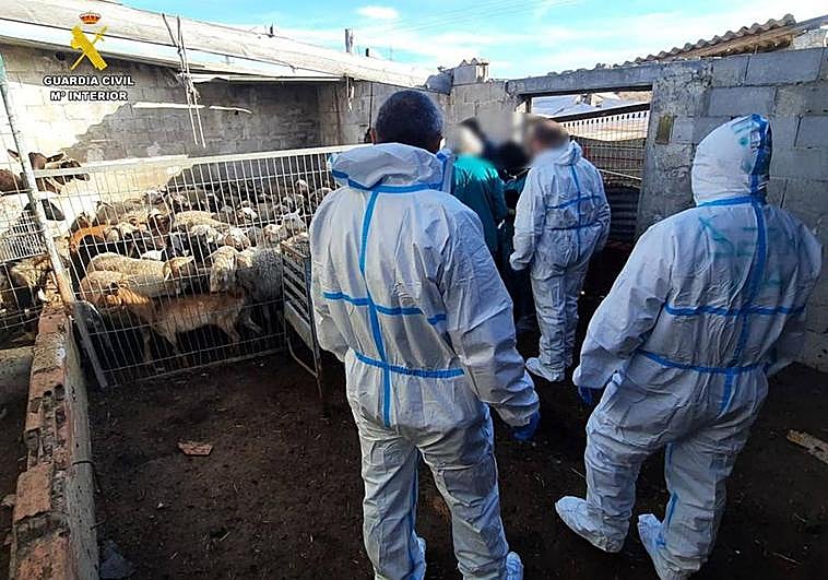 Los agentes de la Guardia Civil, en una de las explotaciones registradas.