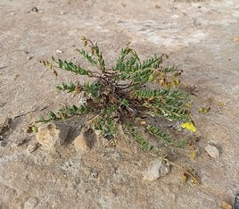 Uno de los ejemplares de Helianthemum bilyanense.