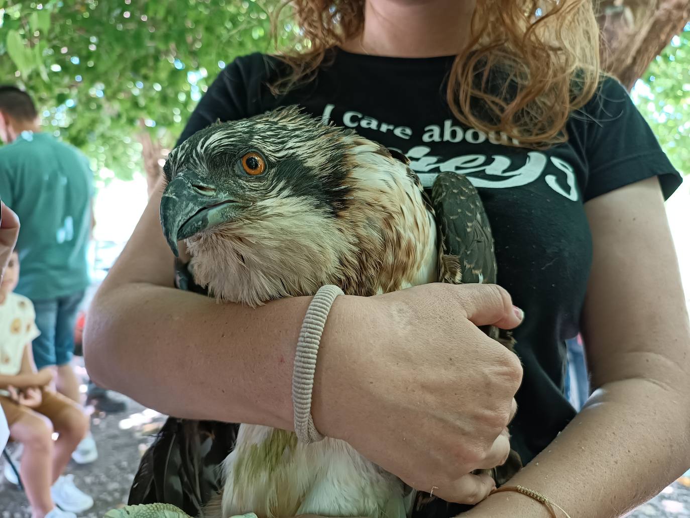 Imagen secundaria 2 - El águila pescadora vuelve a surcar la Marjal de Pego