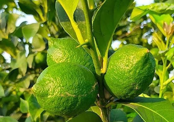 Limón variedad Fino cultivado en la Vega Baja, de calibre adelantado para la época del año.