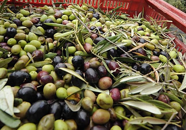 Cosecha de aceitunas en Alicante