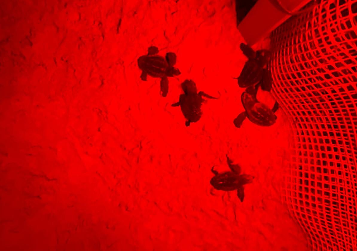 Las tortugas en la arena, poco después de la eclosión.