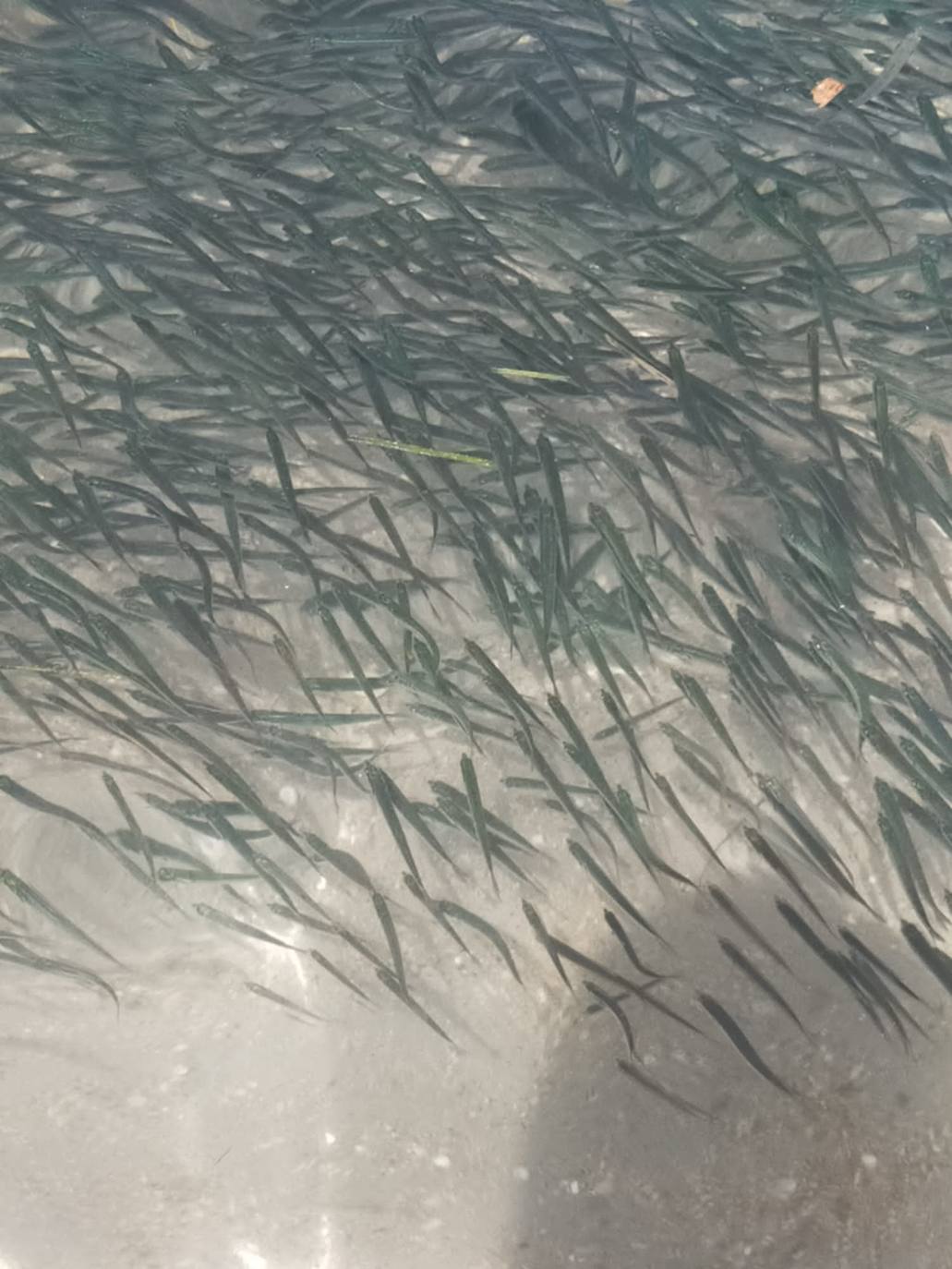 Miles de alevines invaden la playa de Les Marines de Dénia