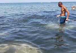 Miles de alevines invaden la playa de Les Marines de Dénia