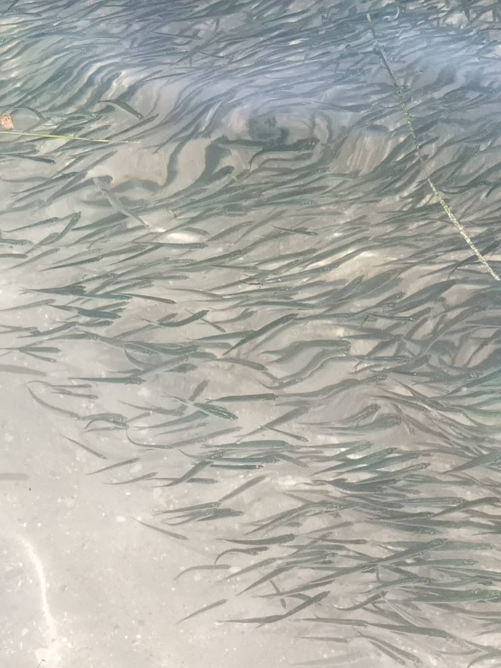 Miles de alevines invaden la playa de Les Marines de Dénia