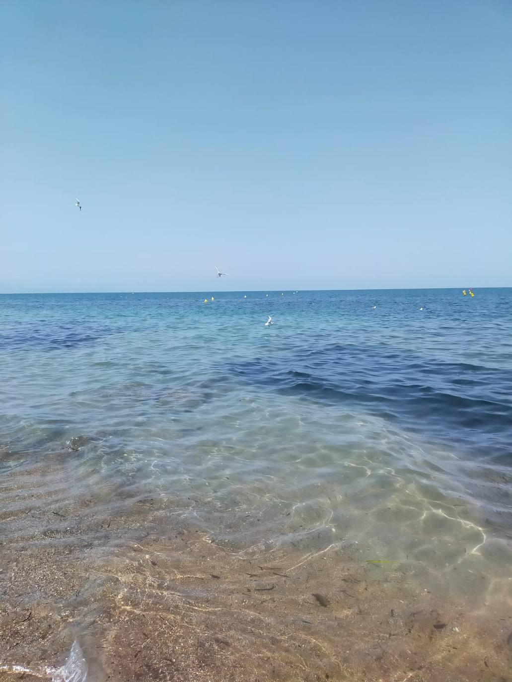 Miles de alevines invaden la playa de Les Marines de Dénia