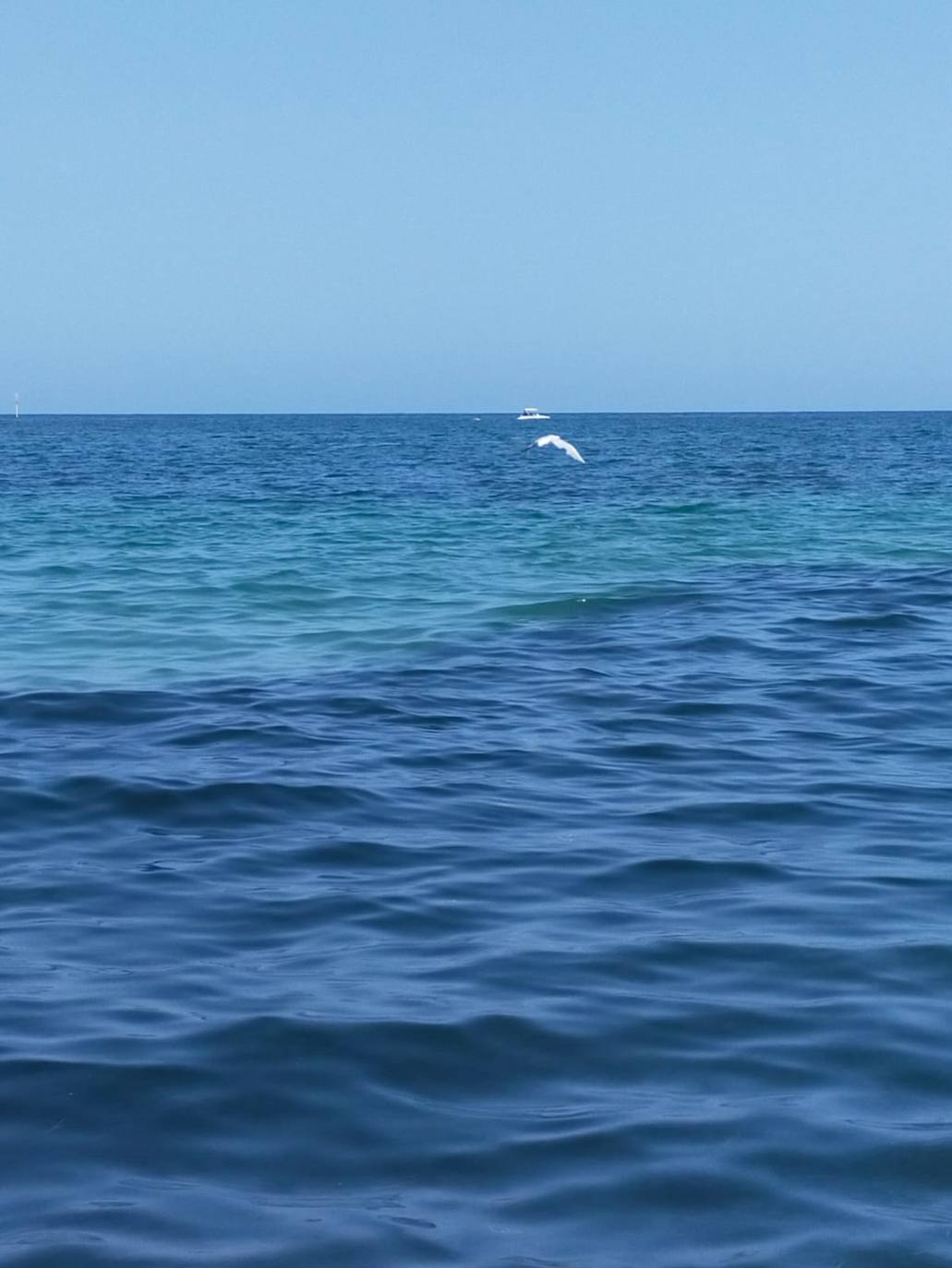 Miles de alevines invaden la playa de Les Marines de Dénia
