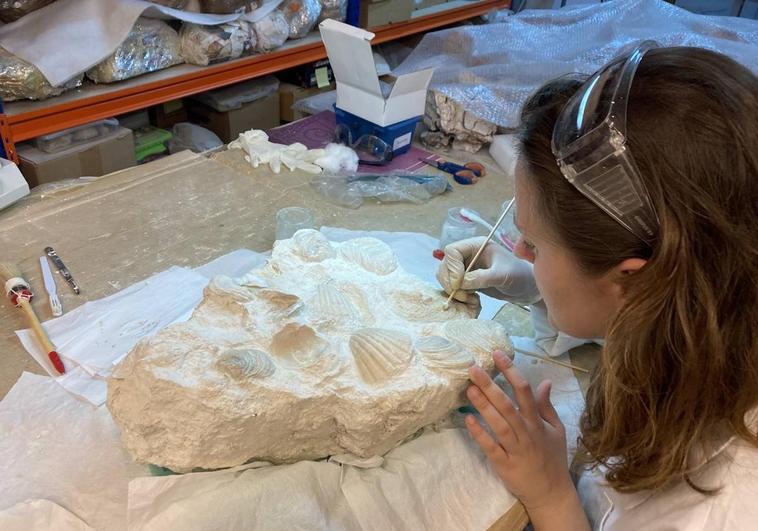 El Museo Paleontológico de Elche se afianza como centro para formar a estudiantes de Geología y Biología