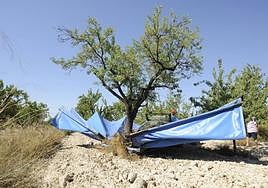 Trabajadores de la almendra alicantina en una jornada de trabajo