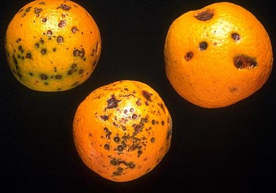 Cítricos afectados por las plagas.