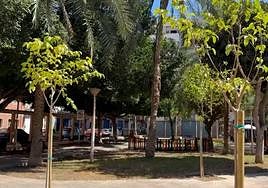 La plaza dels Algeps con la nueva morera instalada.