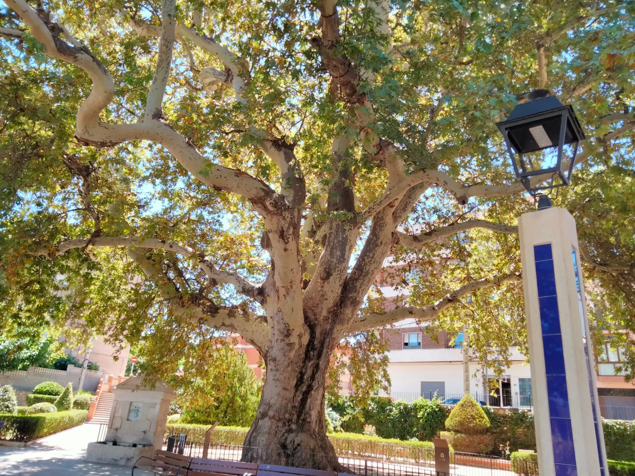 El segundo mejor árbol de España está en Biar