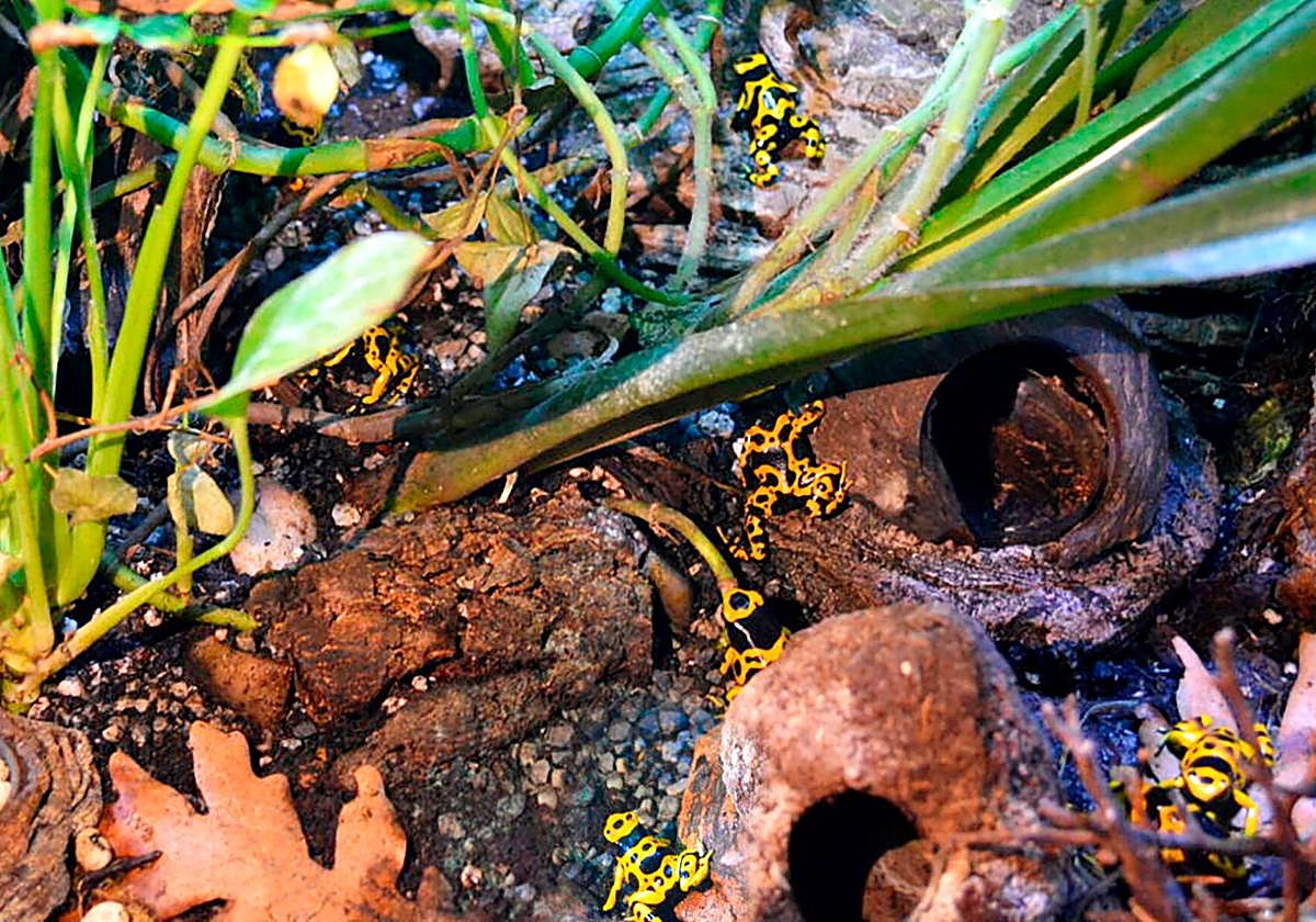 Nueva vida para 19 ranas flecha venenosas que intentaron vender por internet