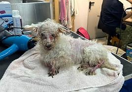 El perro rescatado que está siendo tratado.