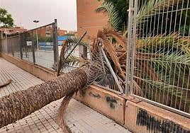Valla del IES Victoria Kent tras el derrumbe de una palmera