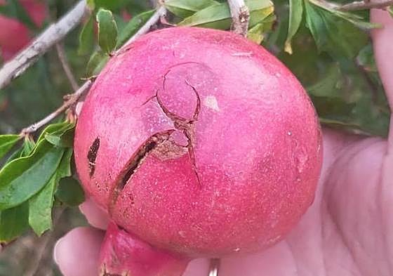 Granada partida por una bola de granizo.