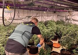 Plantación de marihuana de Sax