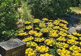 Cosecha de limones en la Vega Baja