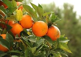 Naranjas en el árbol.