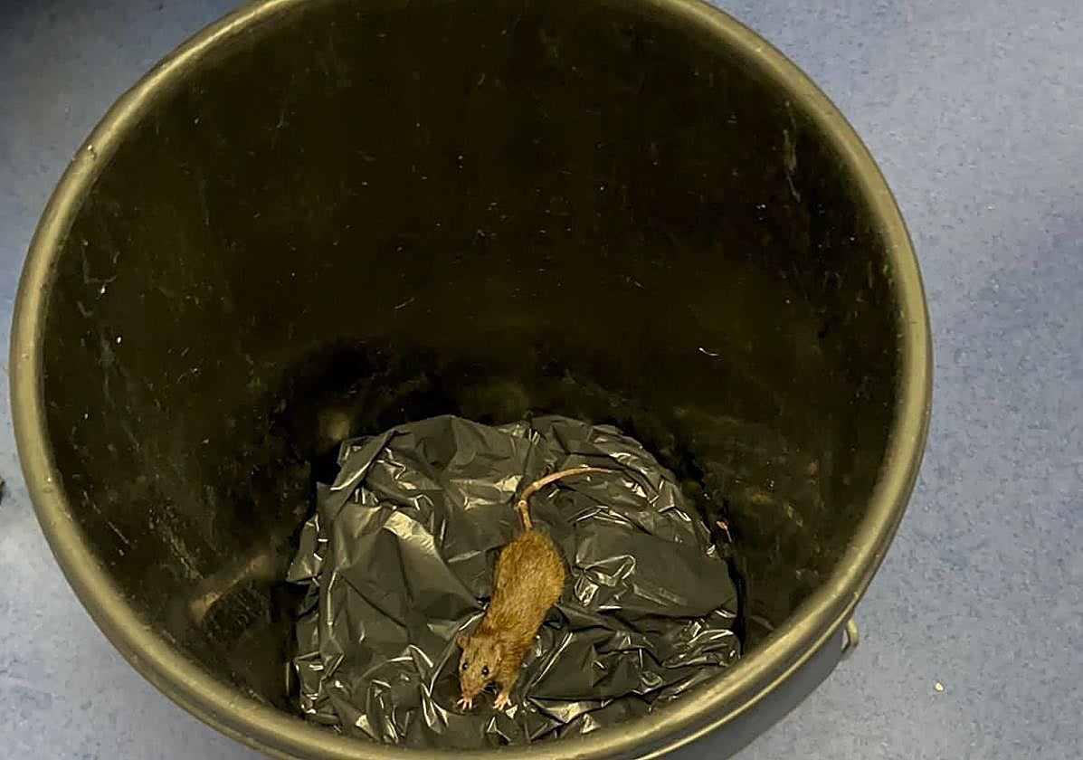 Una de los roedores encontrados en la residencia de mayores.
