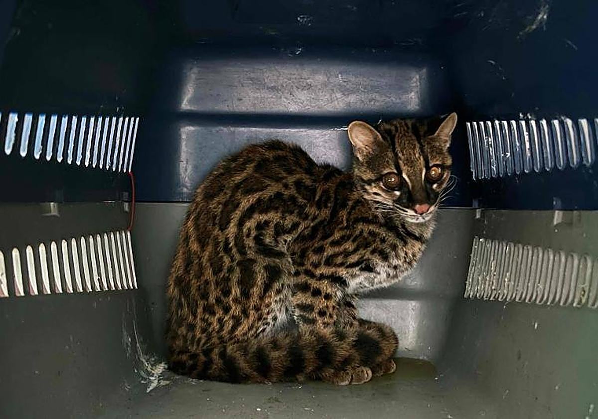 Un gato en un transportín.
