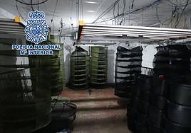 Interior de uno de los cultivos.