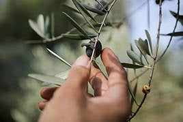 Un agricultor coge una oliva de un árbol