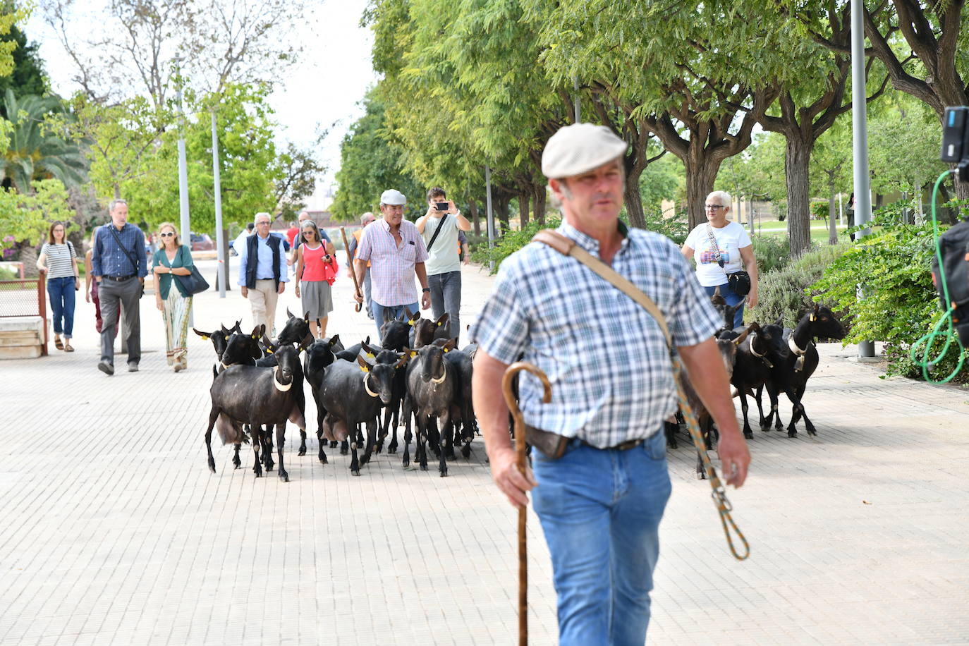 Las ovejas pasean por el campus de la UA