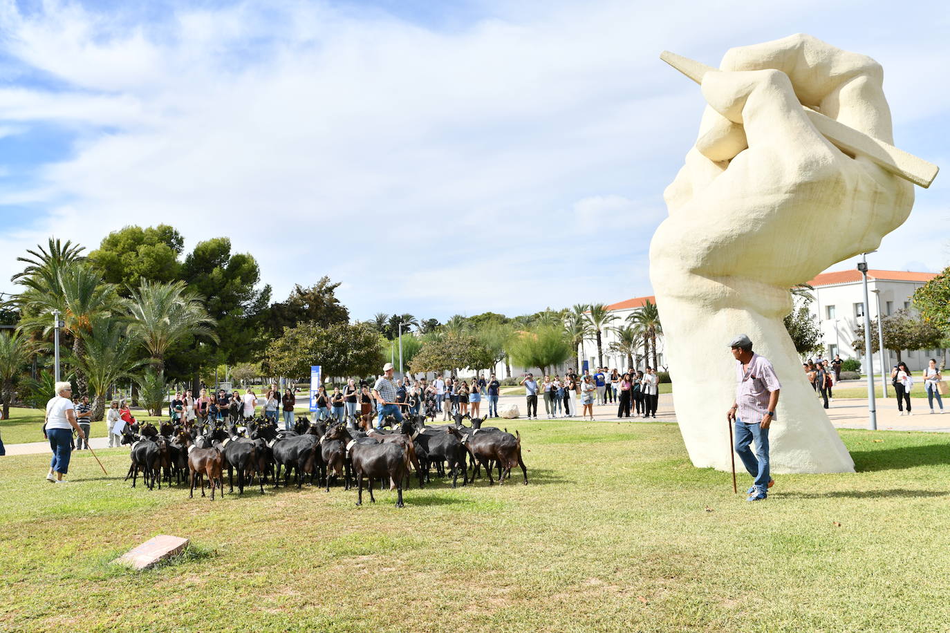 Las ovejas pasean por el campus de la UA