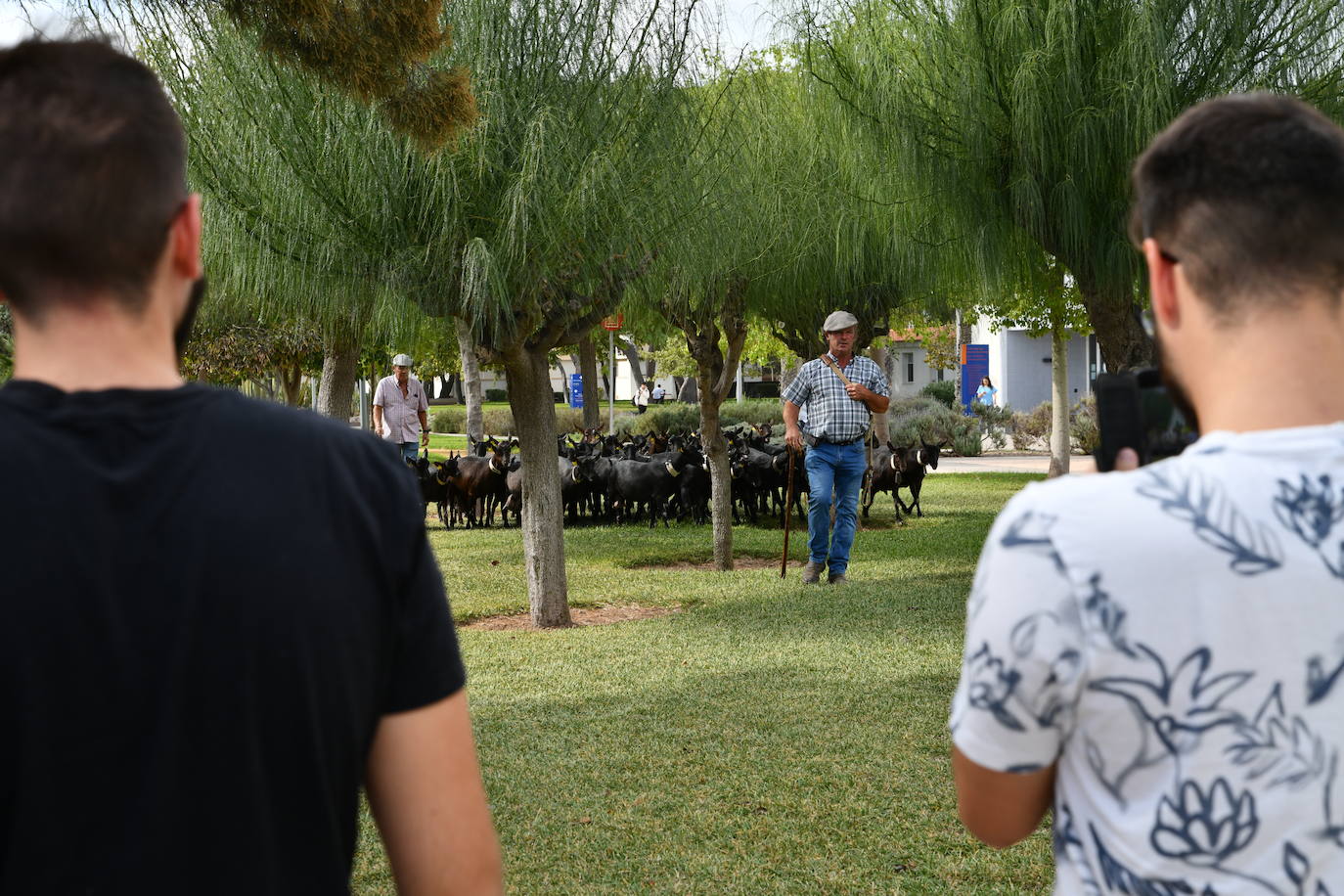Las ovejas pasean por el campus de la UA