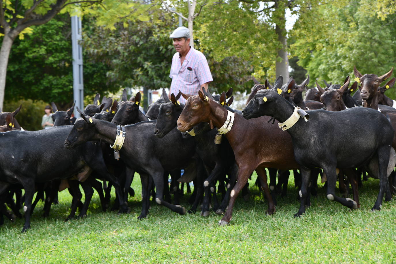 Las ovejas pasean por el campus de la UA