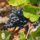 La uva alicantina capaz de sobrevivir al cambio climático