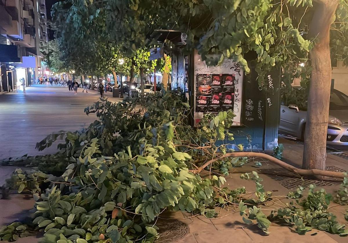 Árbol caído durante la noche de este jueves en Alicante.