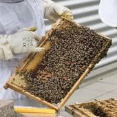 La Generalitat lanza ayudas para los apicultores para compensar la falta de polinización