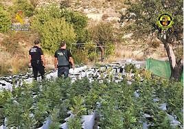 Los guardias civiles, con las plantas decomisadas.