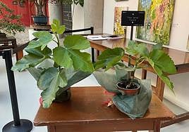 Uno de los cien esquejes clonados de la higuera de Miguel Hernández.