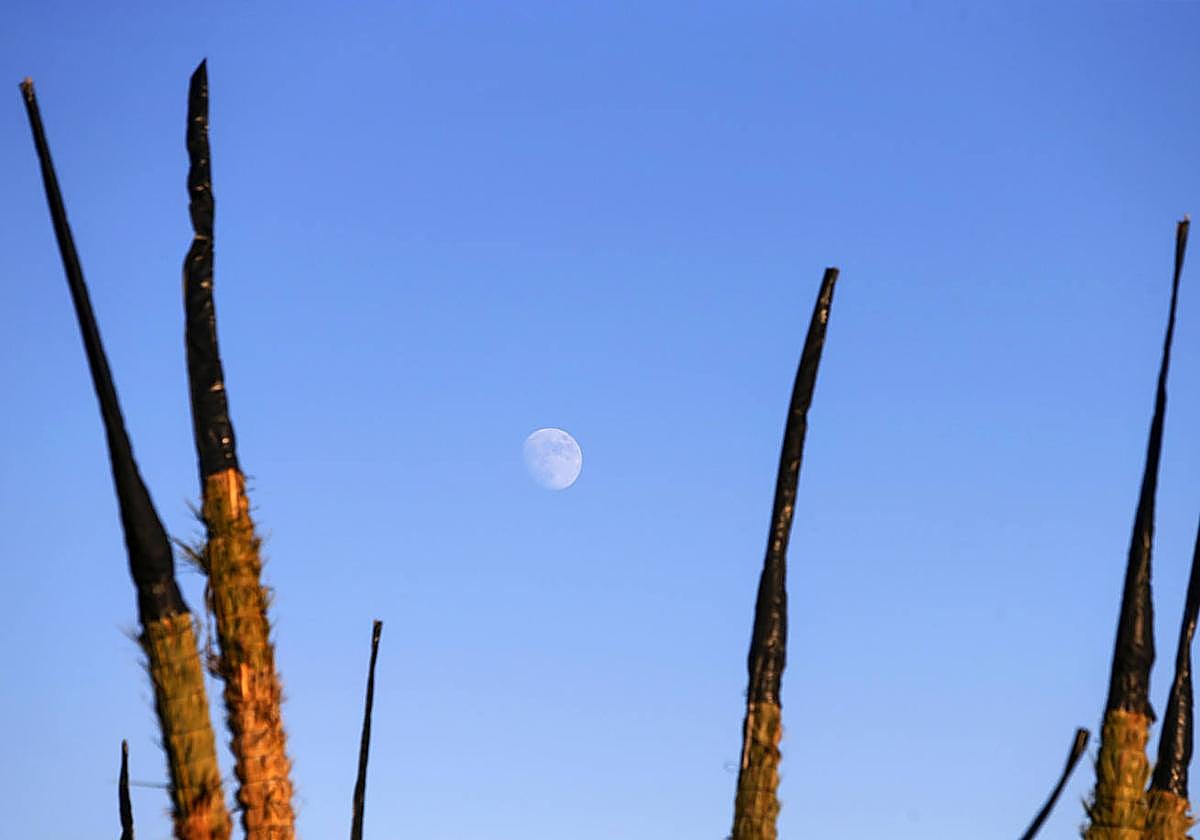 Luna entre palmeras con capucha.