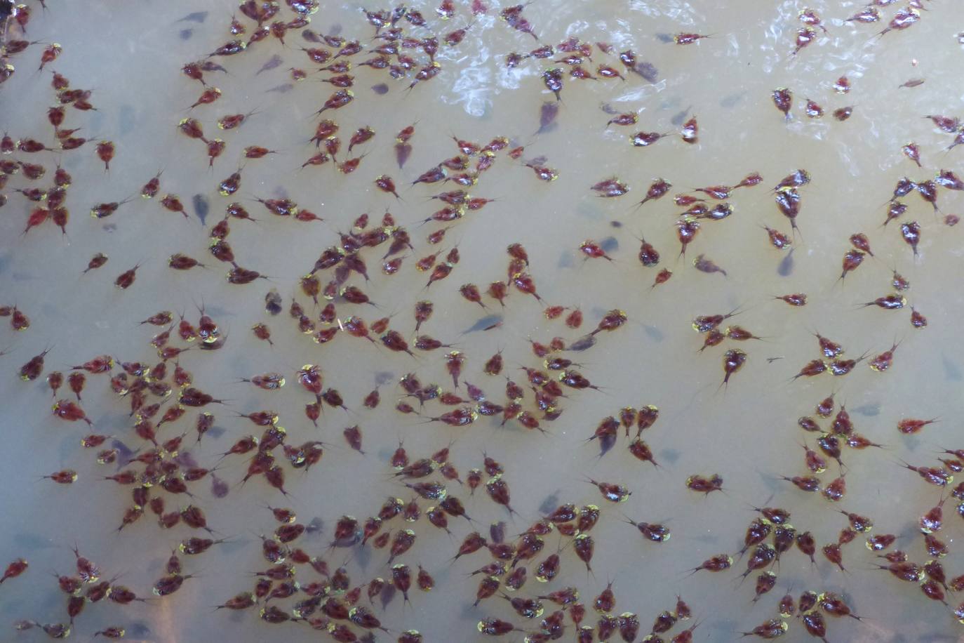 Imagen principal - La charca donde se ha introducido la especie se encuentra en el entorno de Les Caves d'Agres.