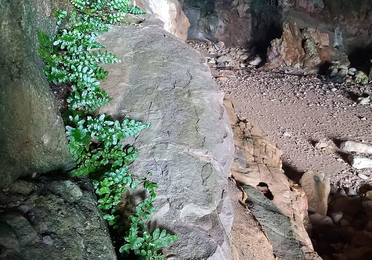 Helecho marino, introducido por Medio Ambiente.