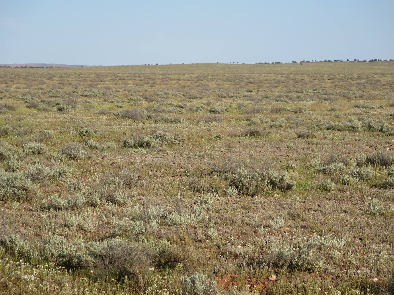 Zona de muestreo en Australia. Proyecto Biodesert.