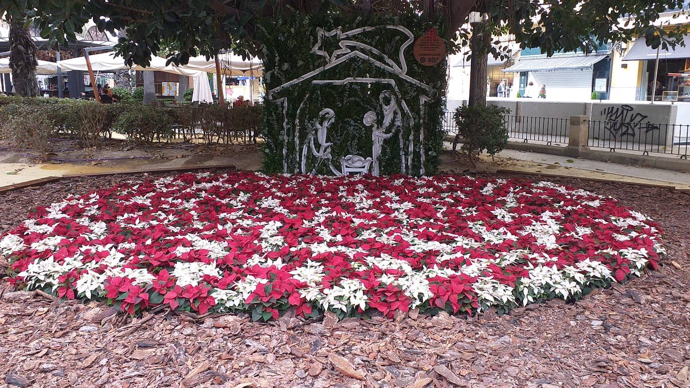 Alicante se tapiza de flores y adornos navideños