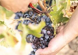 Recogida de uva en los campos alicantinos.