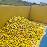 Los destríos en las cosechas de cítricos eco en Alicante ponen contra las cuerdas al sector