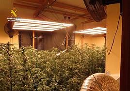 Plantación de la marihuana en El Campello.