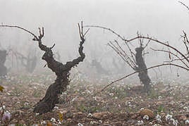 Bancos de niebla sobre un viñedo.