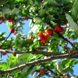 Los supermercados se quedan sin cerezas alicantinas por las lluvias torrenciales